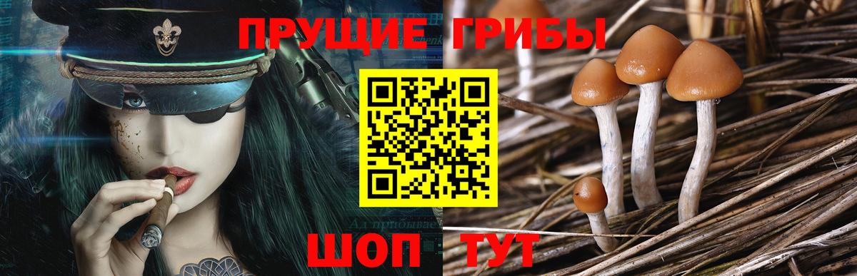 Галлюциногенные грибы Cubensis Черкесск